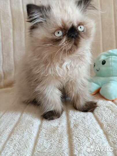 Персидские котята