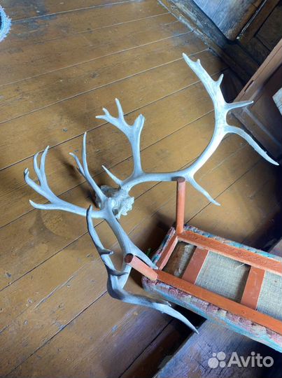 Рога оленя