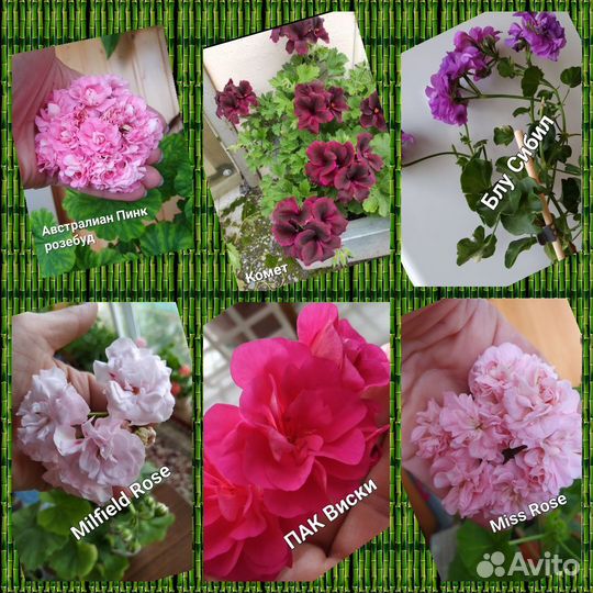 Пеларгония герань