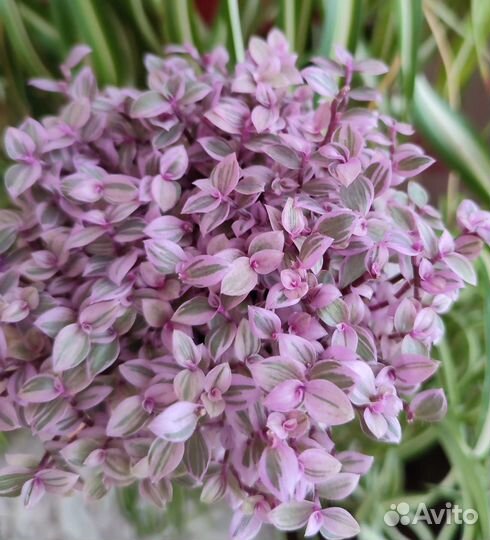 Каллизия розовая пантера