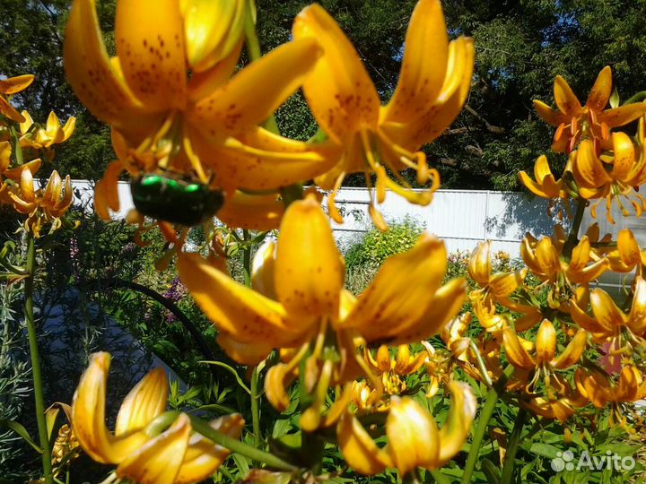 Лилии чалмовидные