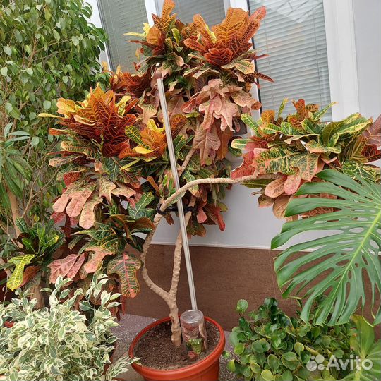 Комнатные цветы шефлера