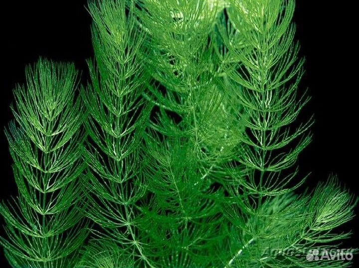 Растения в аквариум