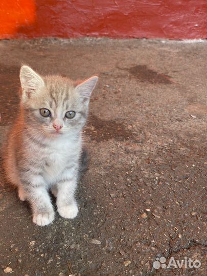 Отдам бесплатно