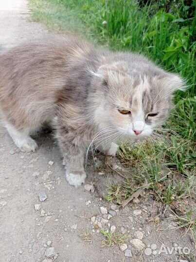 Кошка вислоухая