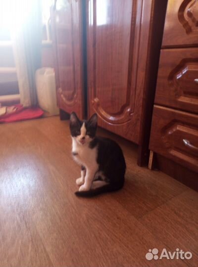 Отдам двоих кото-мальчиков