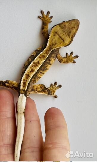 Бананоед Full Striped Harlequin