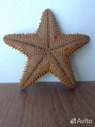 Морская звезда