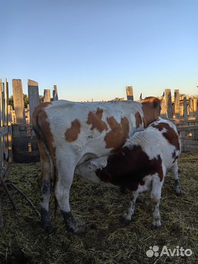 Коровы дойные молочные