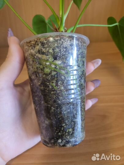 Антуриум Vanilla