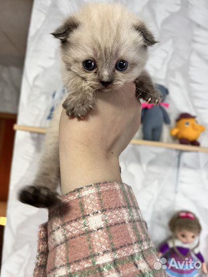 Британские котята