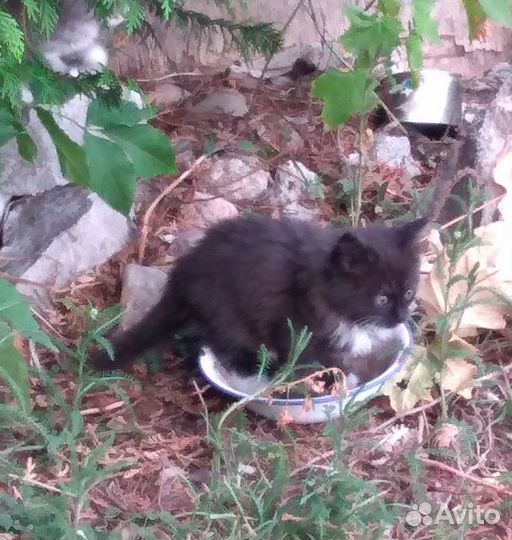 Котята ищут добрых хозяев