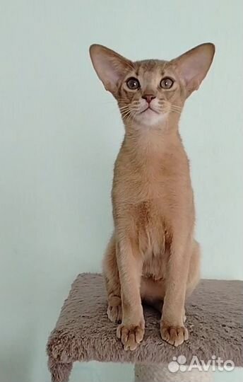 Абиссинские котята