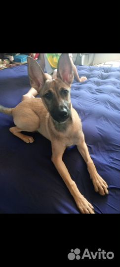 Собачка в добрые руки,5 месяцев мальчик