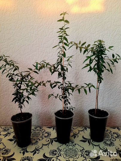 Миртовое дерево, Лавр благородный