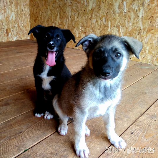 Щенки в дар