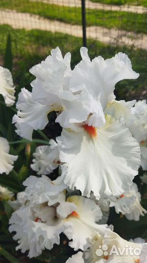 Ирис,ромашка