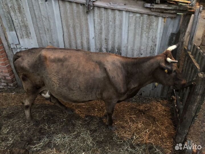 Корова стельная