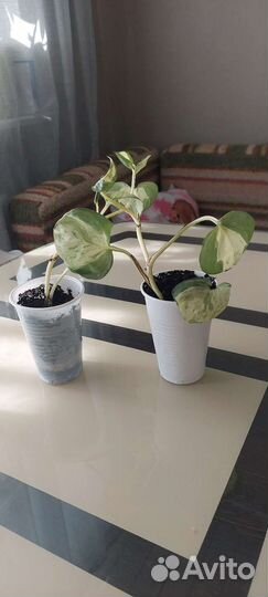 Эпипремнум хеппи лиф