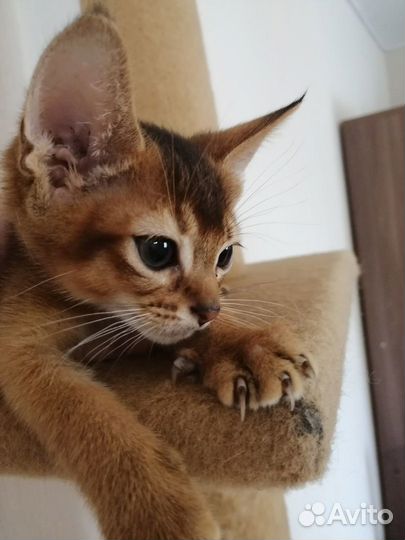 Аббисинские котята