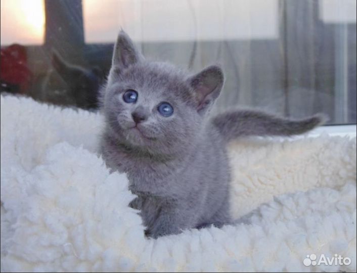 Начинаем продажи маленьких котяток Русской голубой