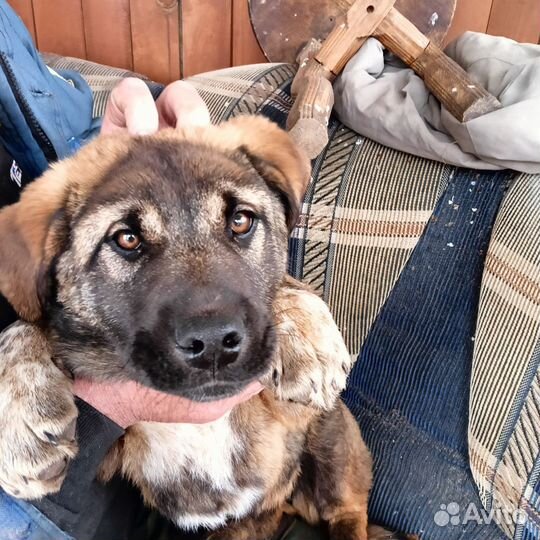 Щенки алабая в добрые руки