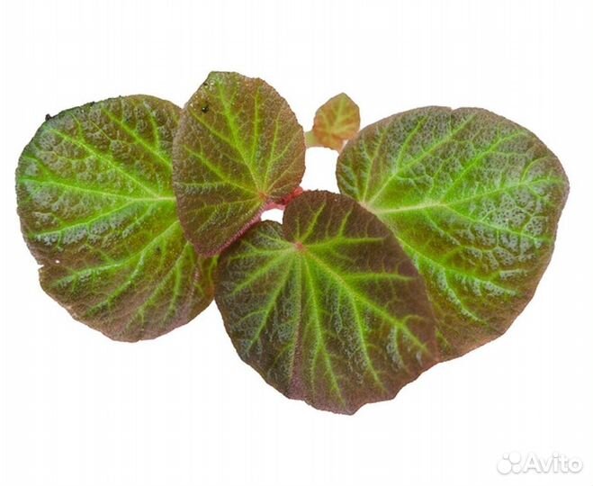 Begonia Manaus