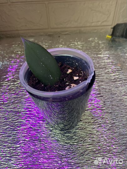 Эсхинантус жар птица