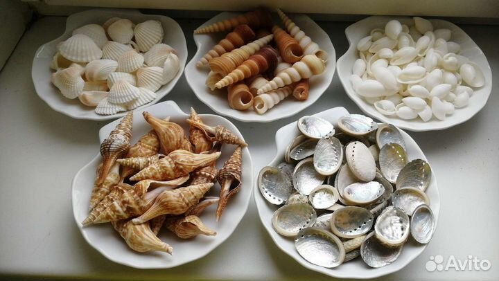 Морские раковины