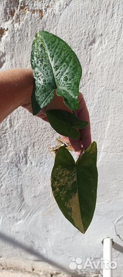 Сингониумы сортовые