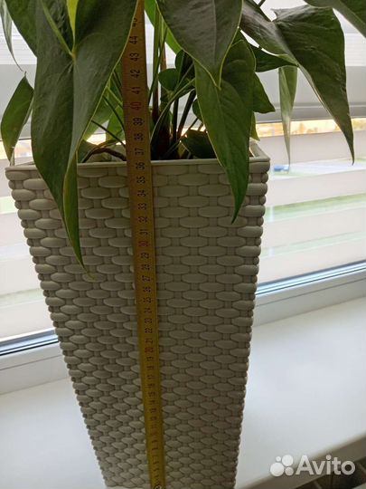 Фикус Бенджамина Твайлайт. Антуриум Калифорния