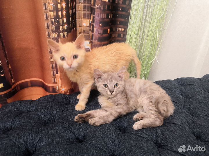 Котята в добрые руки