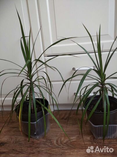 Комнатные цветы шефлера вариегатная, драцена