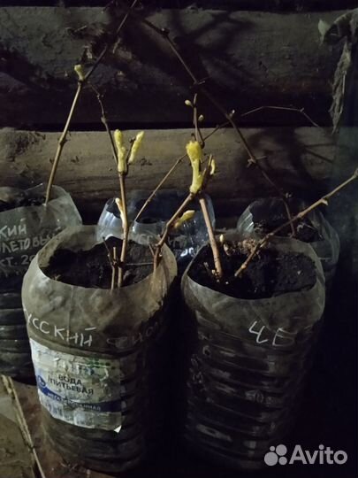 Саженцы винограда