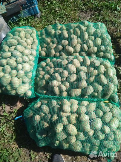 Продам картофель со своего лпх