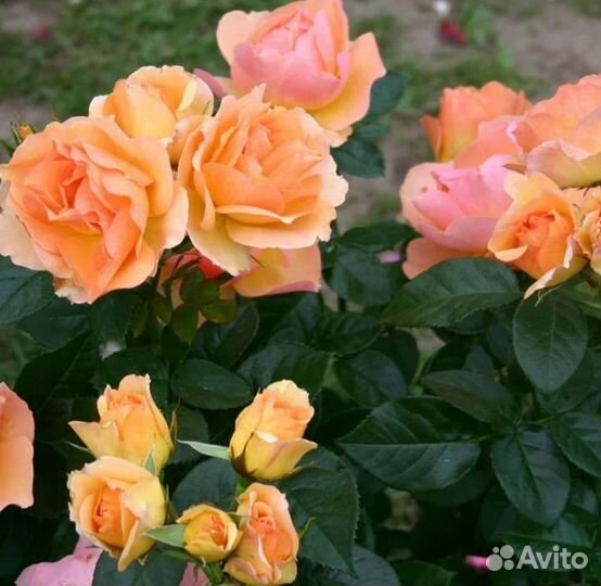 Саженцы роз хансештадт росток осень 2023г