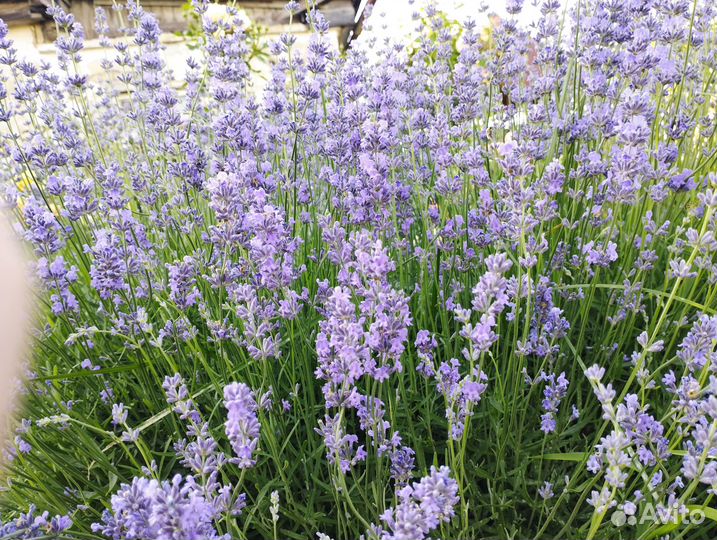 Лаванда