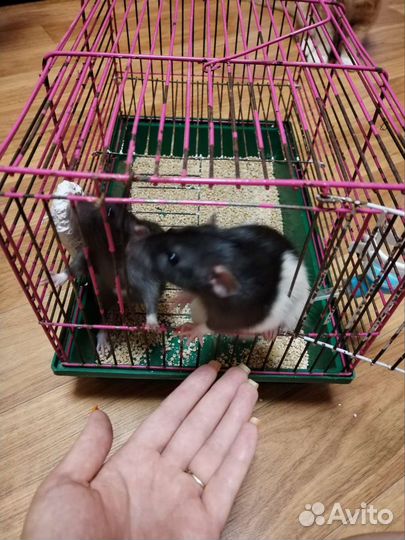 Крыски Дамбо