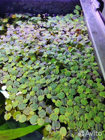 Аквариумное растение