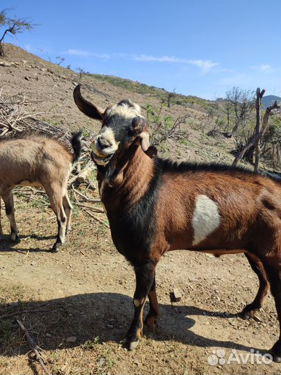 Нубийский Козел-производитель