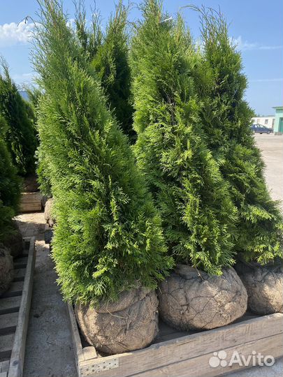 Туя смарагд