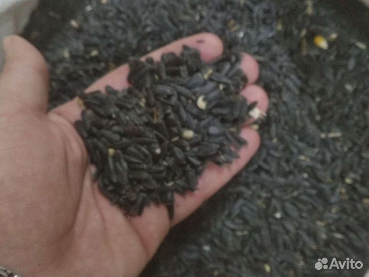 Кукуруза,горох кормовой,семечки,сечка гречневая