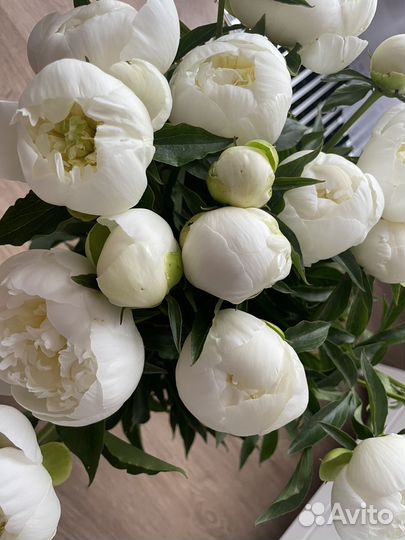 Пионы на срез