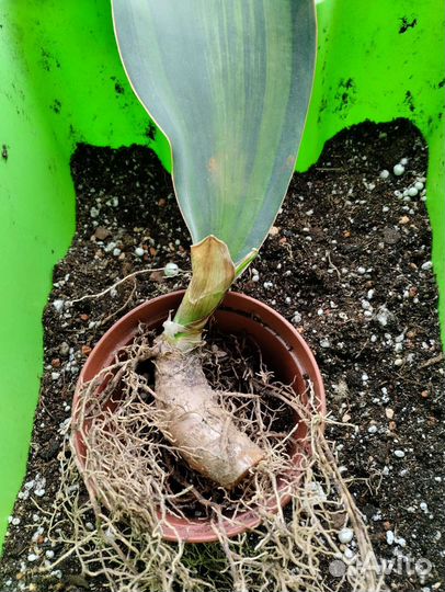 Сансевиерия масониана вариегатная