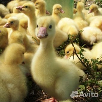 Цыплята, гусята, утята, бройлеры, индюшата