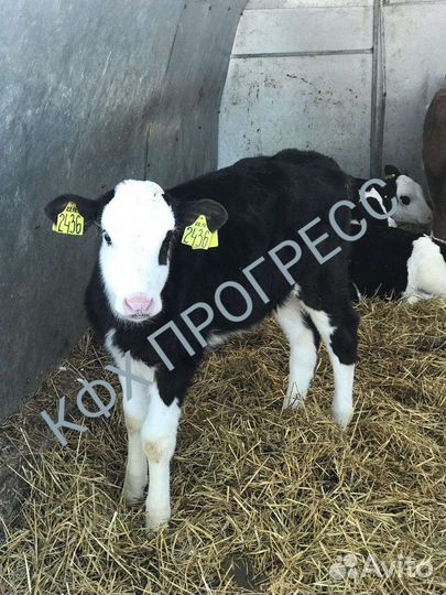 Бычки и телята