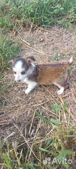 Маленькая собака (щенок) в добрые руки, бесплатно