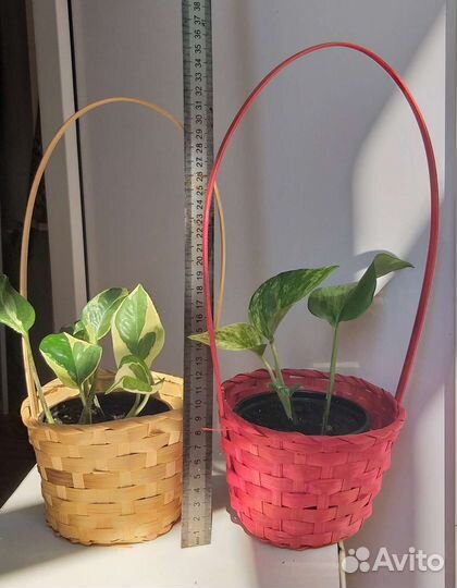 Сциндапсус Н,Джой,Марбл Квин