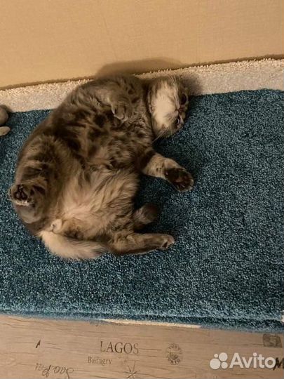 Лежанка для кошки с огромным домом