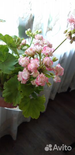 Продам герань